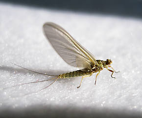 Ephemerella excrucians (Pale Morning Dun) Mayfly Dun