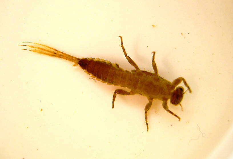 Ephemerella dorothea infrequens (Pale Morning Dun) Mayfly Nymph from the Lower Yuba River in California