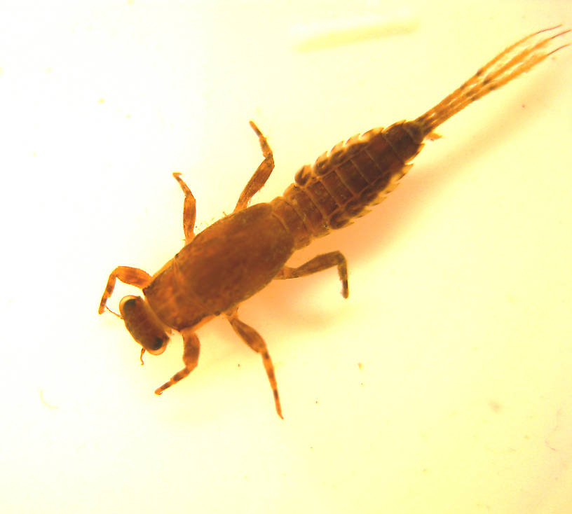 Ephemerella dorothea infrequens (Pale Morning Dun) Mayfly Nymph from the Lower Yuba River in California