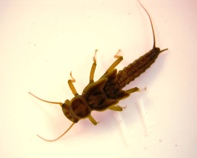 Isoperla quinquepunctata (Little Yellow Stonefly) Little Yellow Stonefly Nymph from the Lower Yuba River in California