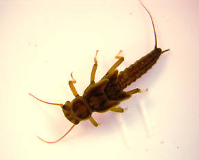 Isoperla quinquepunctata (Little Yellow Stonefly) Stonefly Nymph