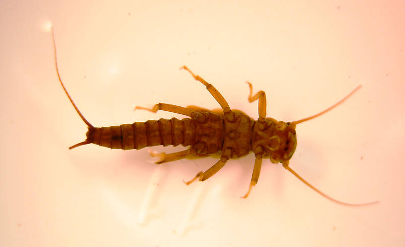 Isoperla quinquepunctata (Little Yellow Stonefly) Little Yellow Stonefly Nymph from the Lower Yuba River in California