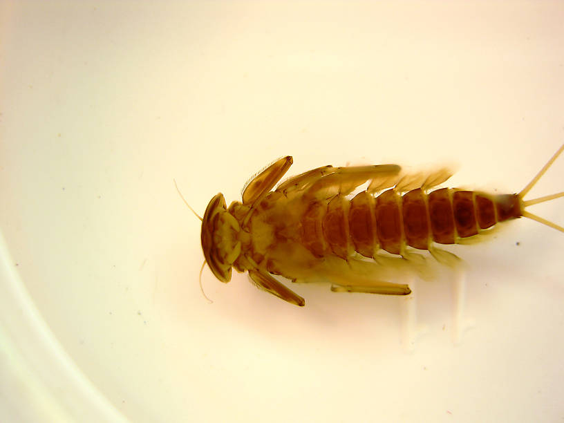 Rhithrogena morrisoni (Western March Brown) Mayfly Nymph from the Lower Yuba River in California