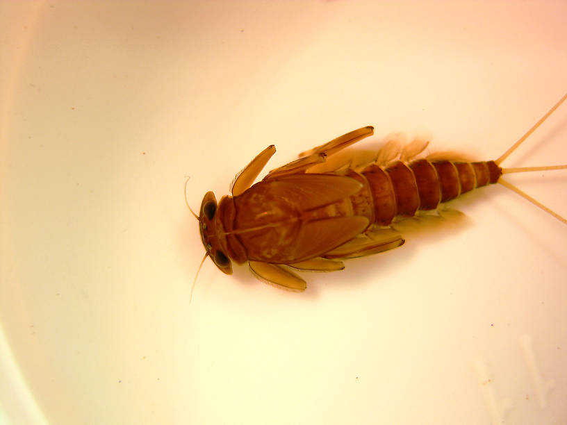 Rhithrogena morrisoni (Western March Brown) Mayfly Nymph from the Lower Yuba River in California