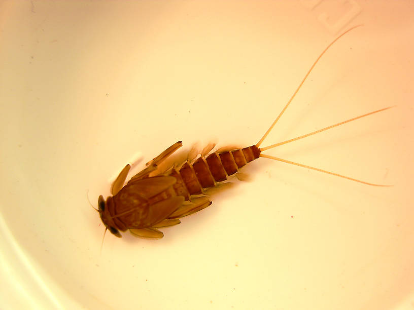 Rhithrogena morrisoni (Western March Brown) Mayfly Nymph from the Lower Yuba River in California