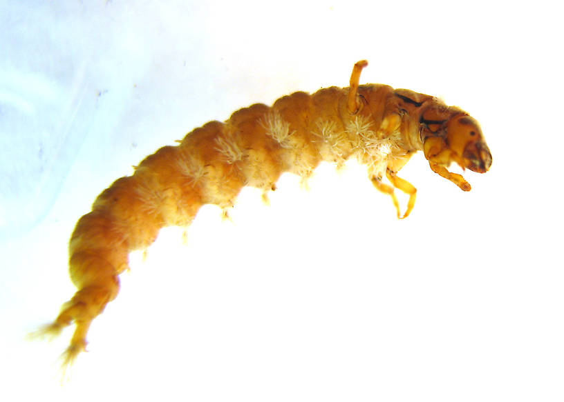 Hydropsyche californica (Spotted Sedge) Caddisfly Larva from the Lower Yuba River in California