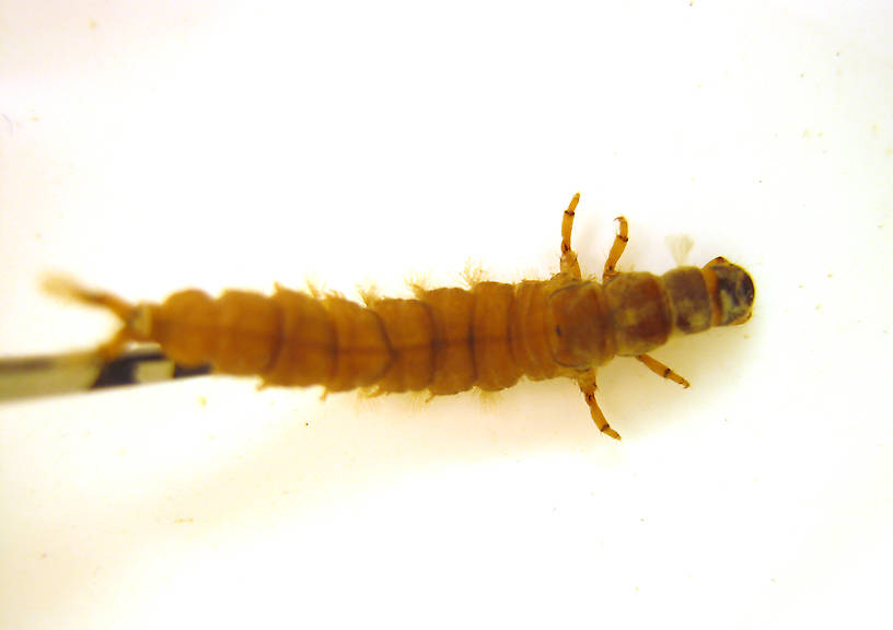 Hydropsyche californica (Spotted Sedge) Caddisfly Larva from the Lower Yuba River in California