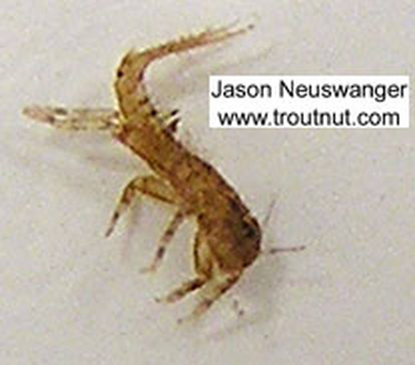 Ephemerellidae (Hendricksons, Sulphurs, PMDs, BWOs) Mayfly Nymph from unknown in Wisconsin