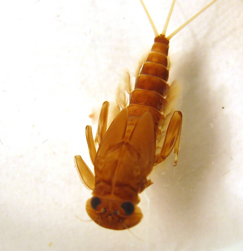 Rhithrogena morrisoni (Western March Brown) Mayfly Nymph from the Lower Yuba River in California