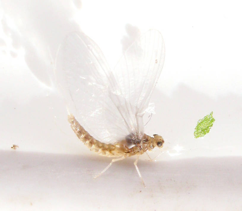 Female Anafroptilum album (Tiny Sulphur Dun) Mayfly Dun from the Fall River in California