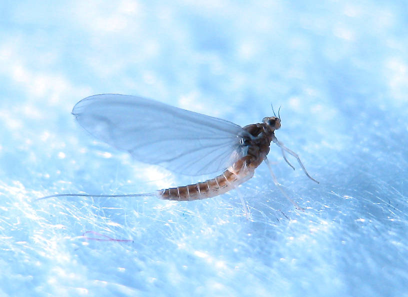 Female Anafroptilum album (Tiny Sulphur Dun) Mayfly Dun from the Fall River in California