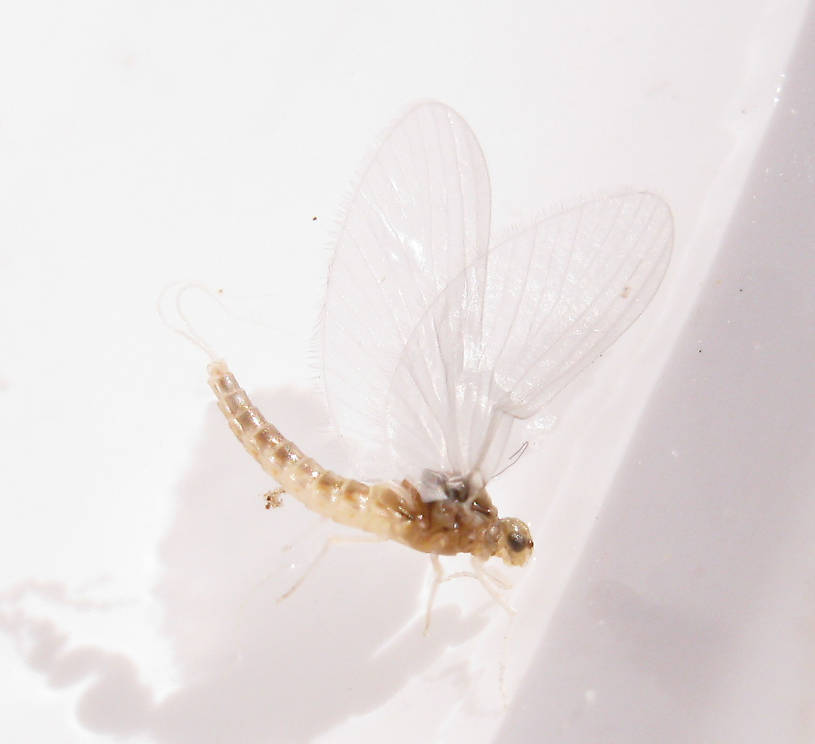 Female Anafroptilum album (Tiny Sulphur Dun) Mayfly Dun from the Fall River in California