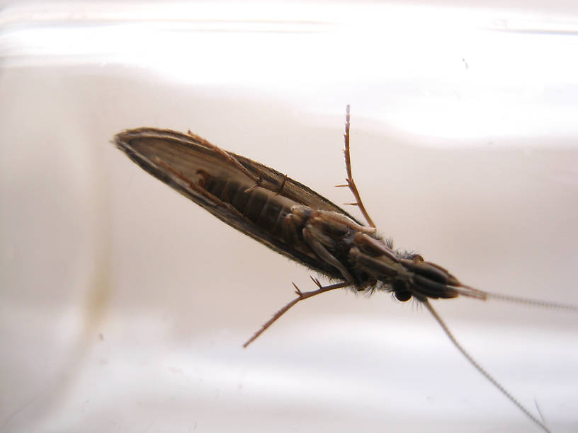 Male Lepidostoma podagrum (Little Brown Sedge) Little Brown Sedge Adult from the Fall River in California