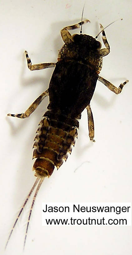 Ephemerella subvaria (Hendrickson) Mayfly Nymph from the Namekagon River in Wisconsin