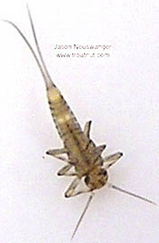 Baetidae (Blue-Winged Olives) Mayfly Nymph from unknown in Wisconsin