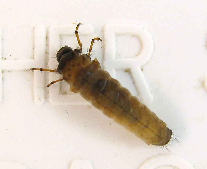 Lepidostoma podagrum (Little Brown Sedge) Little Brown Sedge Larva from the Fall River in California