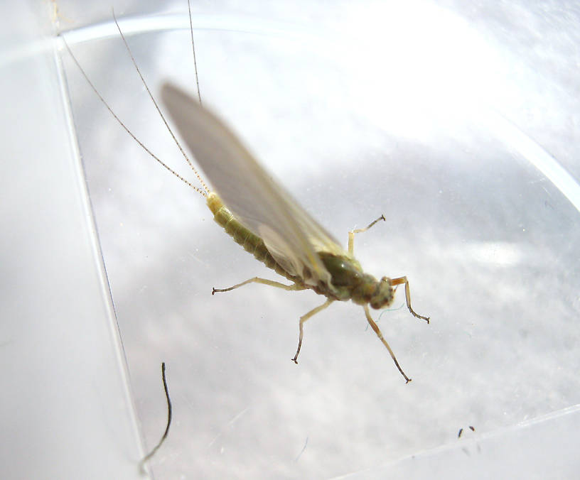 Female Ephemerella excrucians (Pale Morning Dun) Mayfly Dun from the Fall River in California