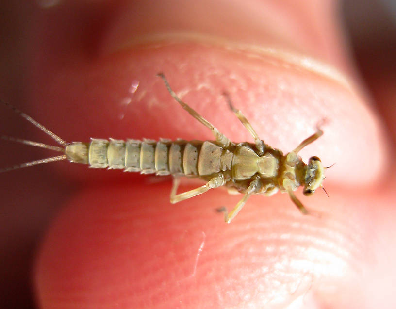 Female Ephemerella excrucians (Pale Morning Dun) Mayfly Dun from the Fall River in California