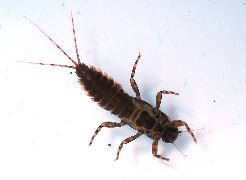 Ephemerella excrucians (Pale Morning Dun) Mayfly Nymph from the Fall River in California