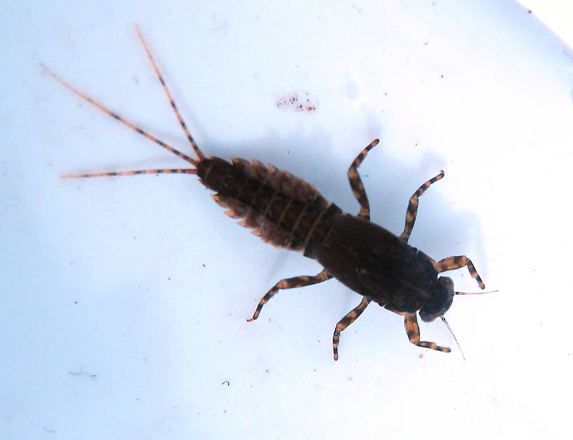 Ephemerella excrucians (Pale Morning Dun) Mayfly Nymph from the Fall River in California