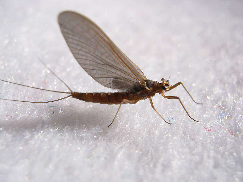 Female Paraleptophlebia debilis (Mahogany Dun) Mayfly Dun from the Fall River in California