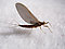 Female Paraleptophlebia debilis (Mahogany Dun) Mayfly Dun