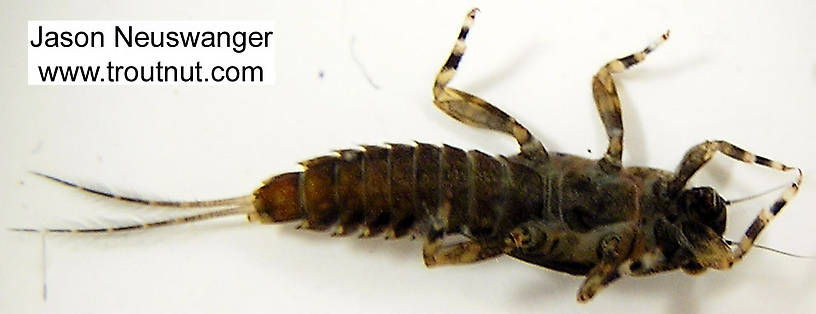 Ephemerella subvaria (Hendrickson) Mayfly Nymph from the Namekagon River in Wisconsin