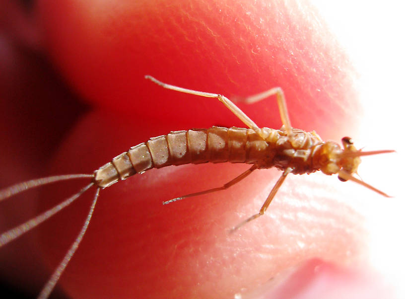 Female Paraleptophlebia debilis (Mahogany Dun) Mayfly Dun from the Fall River in California