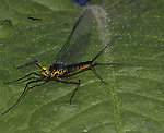 Male Heptagenia culacantha Mayfly Spinner from the Susquehanna River in Pennsylvania