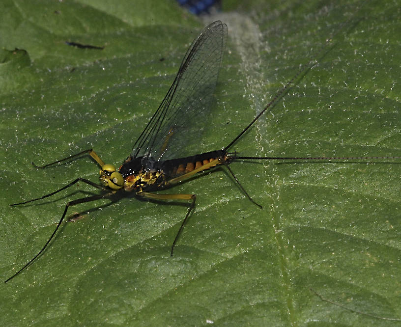 Male Heptagenia culacantha Mayfly Spinner from the Susquehanna River in Pennsylvania