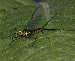 Male Heptagenia culacantha  Mayfly Spinner