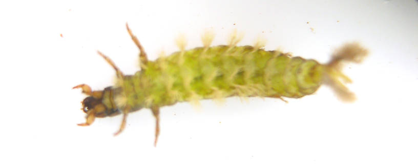 This photo shows the abdominal color in life.  Hydropsyche californica (Spotted Sedge) Caddisfly Larva from the Lower Yuba River in California