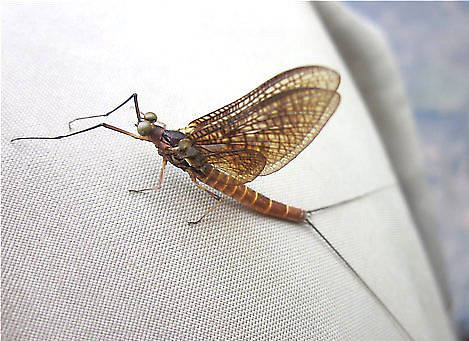 Male Litobrancha recurvata (Dark Green Drake) Mayfly Dun from the Au Sable River (Mainstream) in Michigan