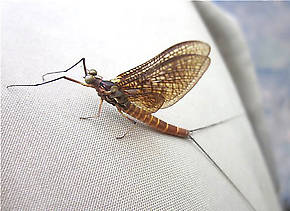 Male Litobrancha recurvata (Dark Green Drake) Mayfly Dun