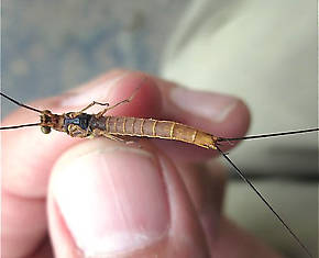 Male Litobrancha recurvata (Dark Green Drake) Mayfly Spinner