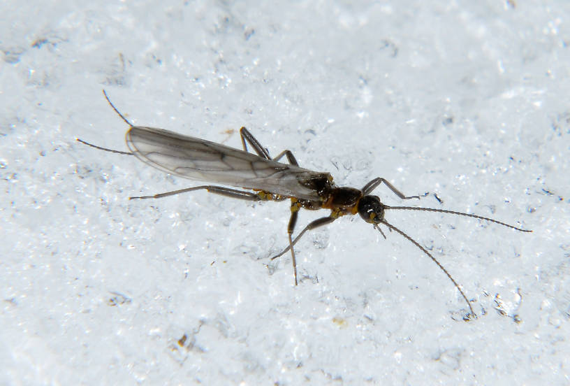 Capnia nana (Little Snowfly) Stonefly Adult from the N. Fork Touchet River in Washington