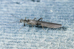 Paraleuctra occidentalis (Tiny Winter Black) Stonefly Adult