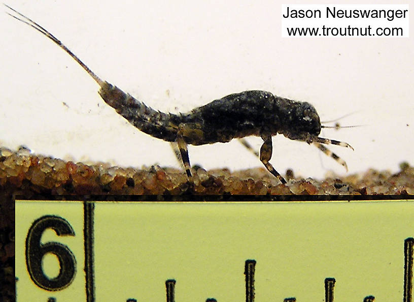 Ephemerella subvaria (Hendrickson) Mayfly Nymph from the Namekagon River in Wisconsin