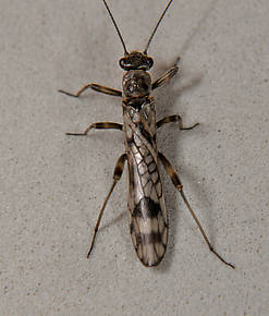 Female Zapada columbiana (Tiny Winter Black) Stonefly Adult