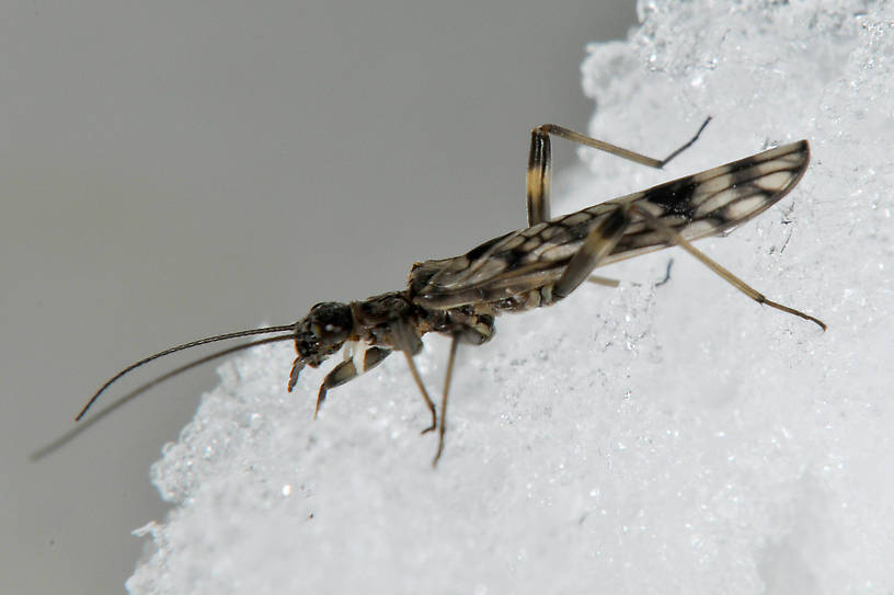 Female Zapada columbiana (Tiny Winter Black) Stonefly Adult from the N. Fk Touchet River in Washington