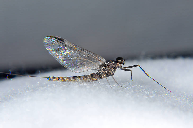 Ameletus vernalis (Brown Dun) Mayfly Adult from the Touchet River in Washington