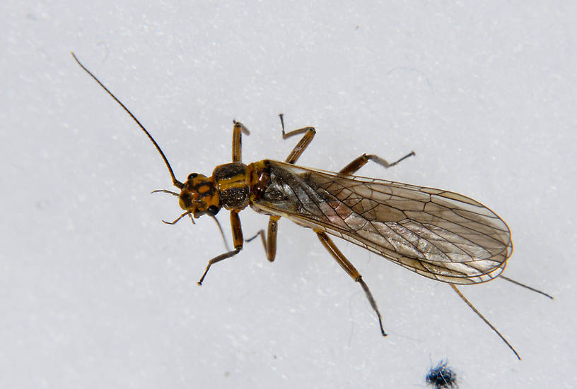 Male Isoperla fulva (Yellow Sally) Stonefly Adult from the Touchet River in Washington