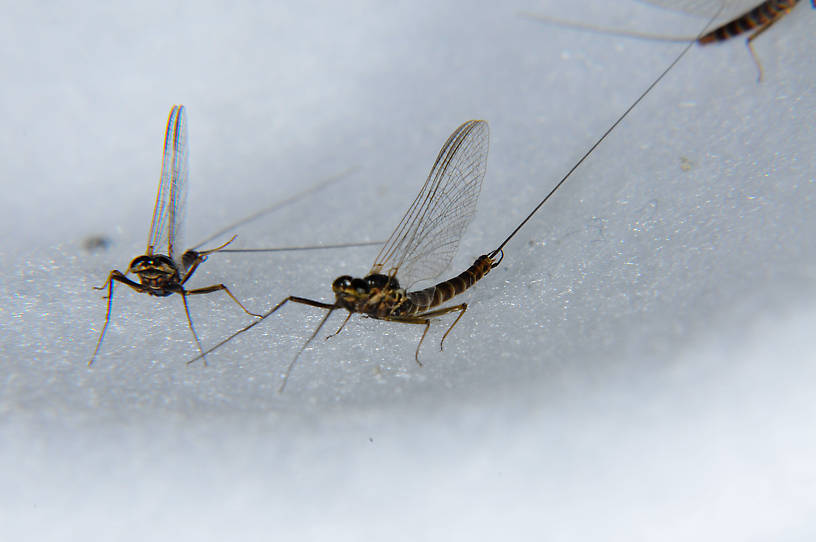 Male Rhithrogena morrisoni (Western March Brown) Mayfly Spinner from the Touchet River in Washington