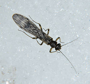 Zapada cinctipes (Tiny Winter Black) Stonefly Adult