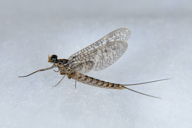 Male Ameletus vernalis (Brown Dun) Mayfly Dun from the  Touchet River in Washington