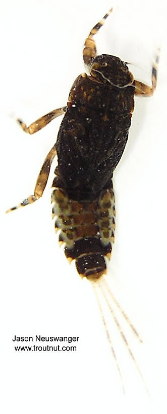 Ephemerella subvaria (Hendrickson) Mayfly Nymph from unknown in Wisconsin