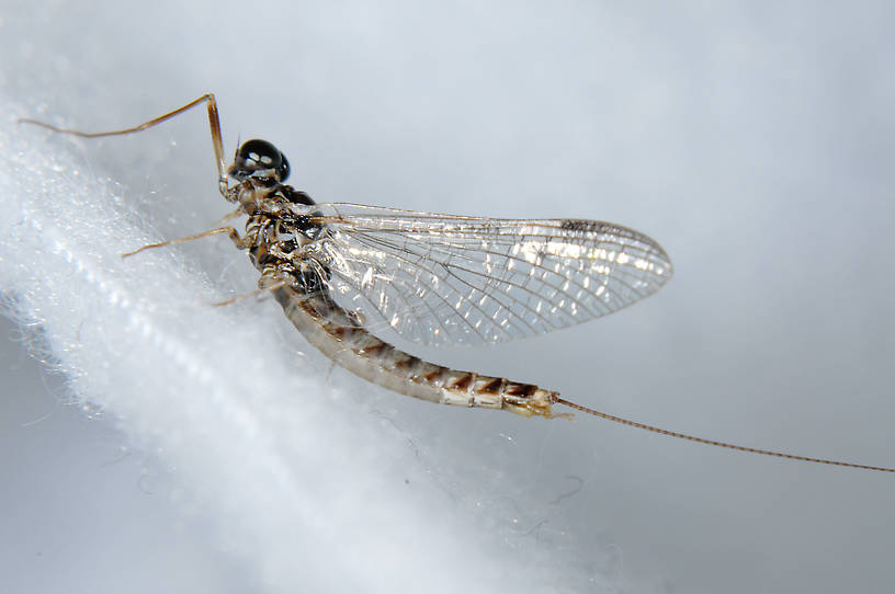 Male Ameletus vernalis (Brown Dun) Mayfly Spinner from the  Touchet River in Washington