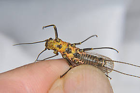 Female Perlinodes aurea (Springfly) Stonefly Adult