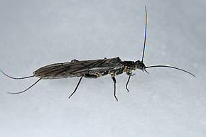 Female Isocapnia hyalita (Little Snowfly) Stonefly Adult