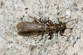 Isoperla fulva (Yellow Sally) Stonefly Adult